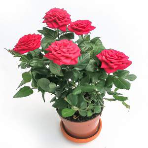 Florero Rosa Amorosa rojo 10cm