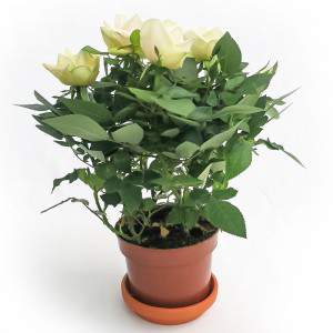 Rosa Amorosa white vase 10cm
