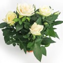 Rosa Amorosa bianca vaso 10cm