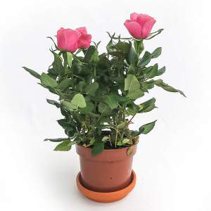 Rosa Amorosa vaso rosa 10cm