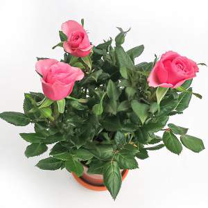 Rosa Amorosa różowy wazon 10cm