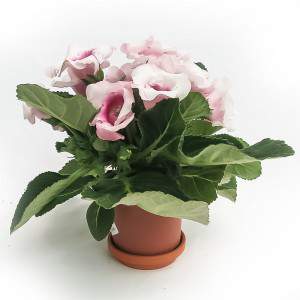 VASO GLOXINIA 12cm