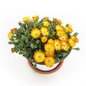 Delosperma - Planta suculenta - vaso amarelo de 14cm
