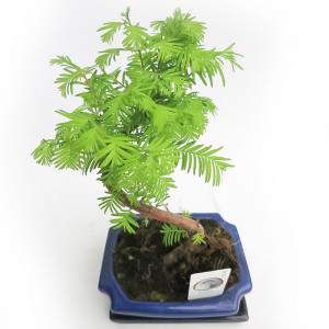 METASEQUOIA BONSAI EXTERIOR