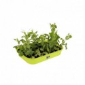 Elho Green Basics GrowTray...