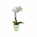 Elho Bryssel Orchid 12,5 cm...