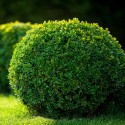 Boxwood or Buxus Sempervirens
