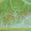 Red plant mites fight against