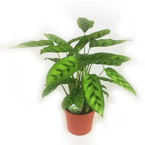 CALATHEA LEOPARDINE