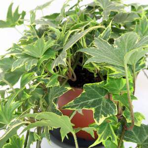 folhas verdes listradas amarelas