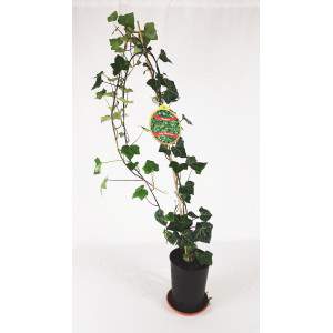 ivy vase 14 tall green and variegated leaves