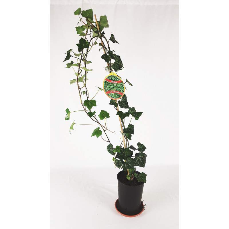 edera vaso 14 alto foglie verdi e variegate edera vaso 14 alto foglie verdi e variegate