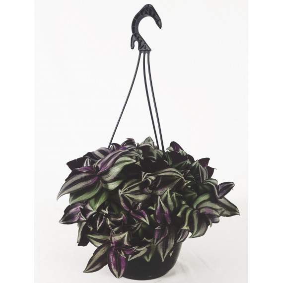 Tradescantia Zerbina en Jarrón y en Cesta