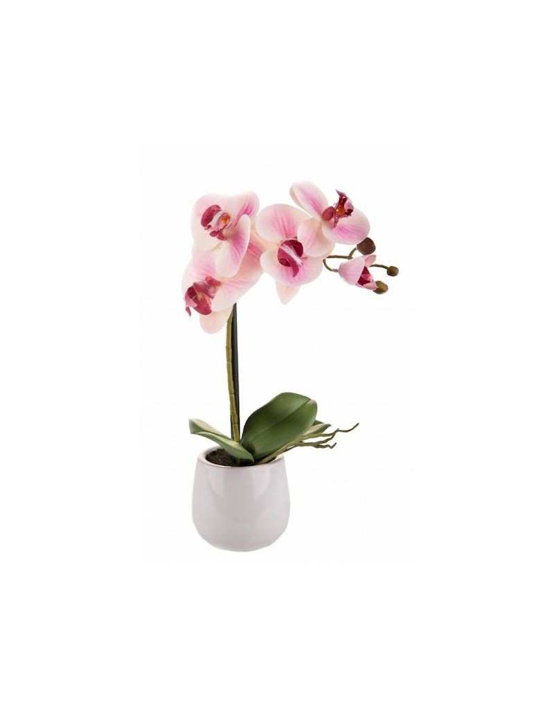Phalaenopsis with Pink Vase