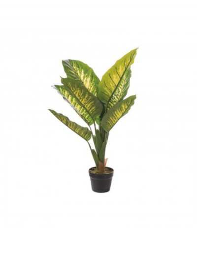 Dieffenbachia em Vaso D15 h 90