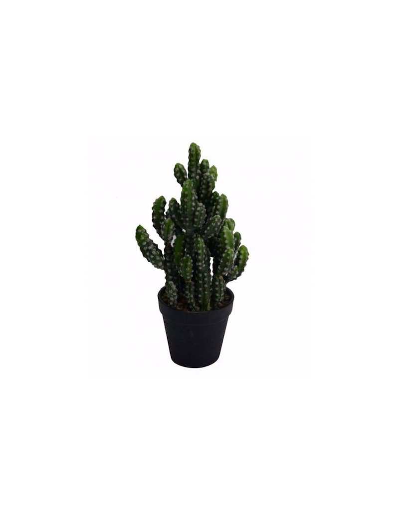 Cactus Opuntia Subulata con...
