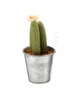 Cactus Artificial Plant in...