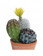 Cactus en maceta de barro...