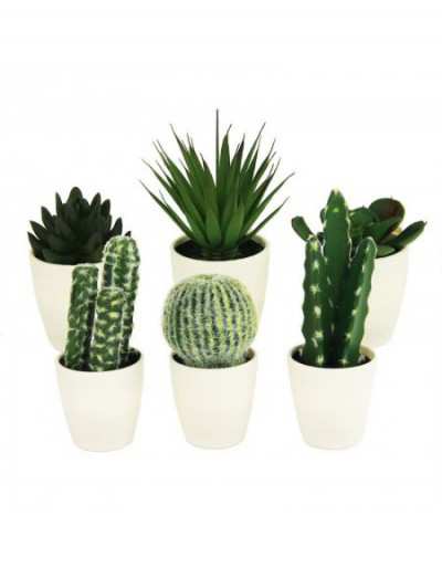 Cactus en pot blanc