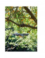 Falco Bird Deterrent