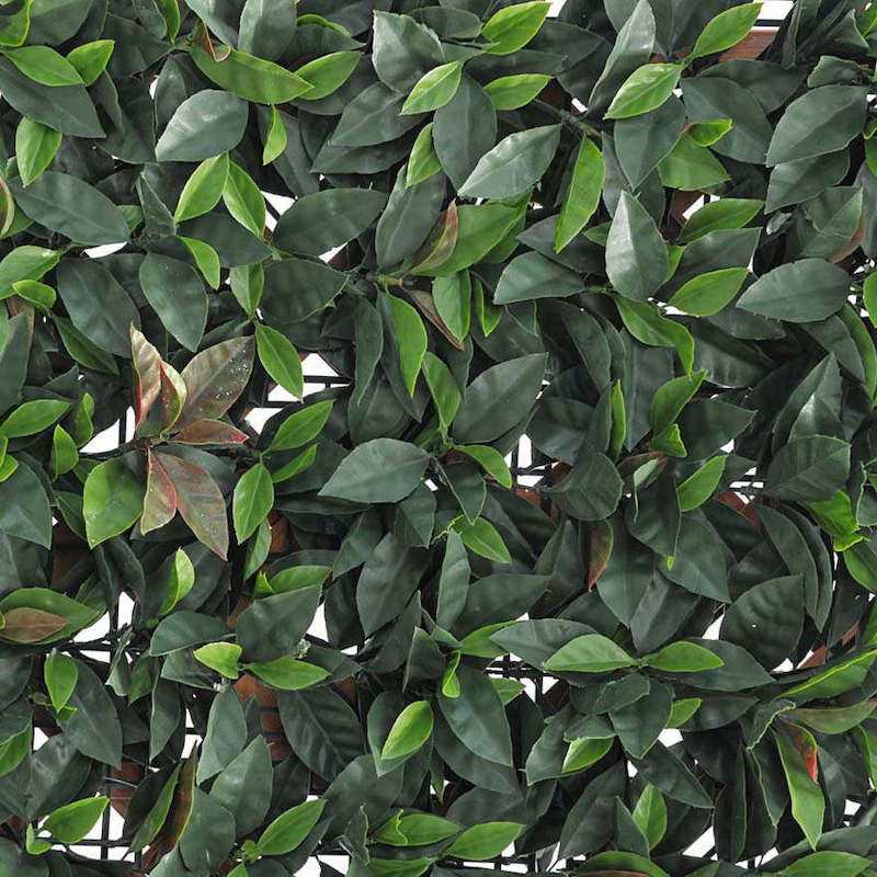 Verdecor Photinia hedge