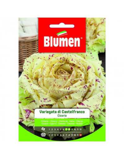 Castelfranco Variegated...