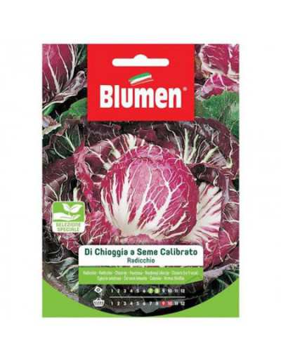 Chioggia Radicchio Seeds in...