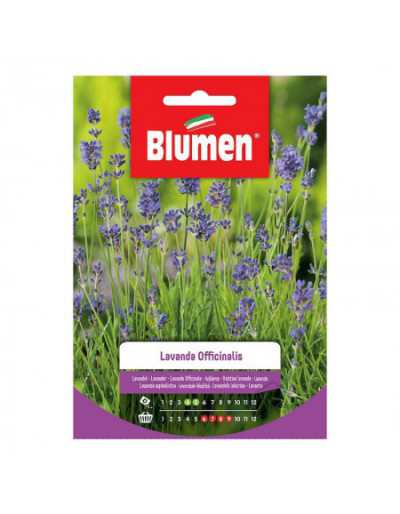 Lavendel Officinalis frön i...