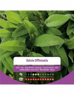 Salvia Officinalis Seeds in...