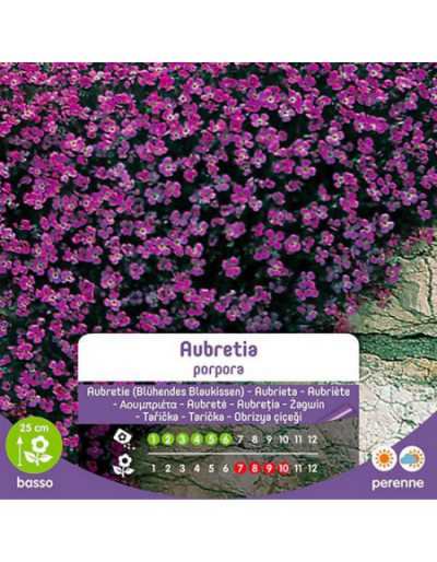 Semillas de Aubretia Violeta en Bolsa - Gardenclick
