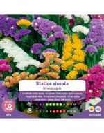 Semi di Statice Sinuata in...