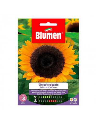 Riesige Sonnenblumenkerne...