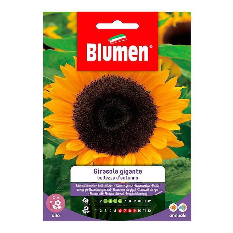 Giant Sunflower Seeds... Giant Sunflower Seeds...
