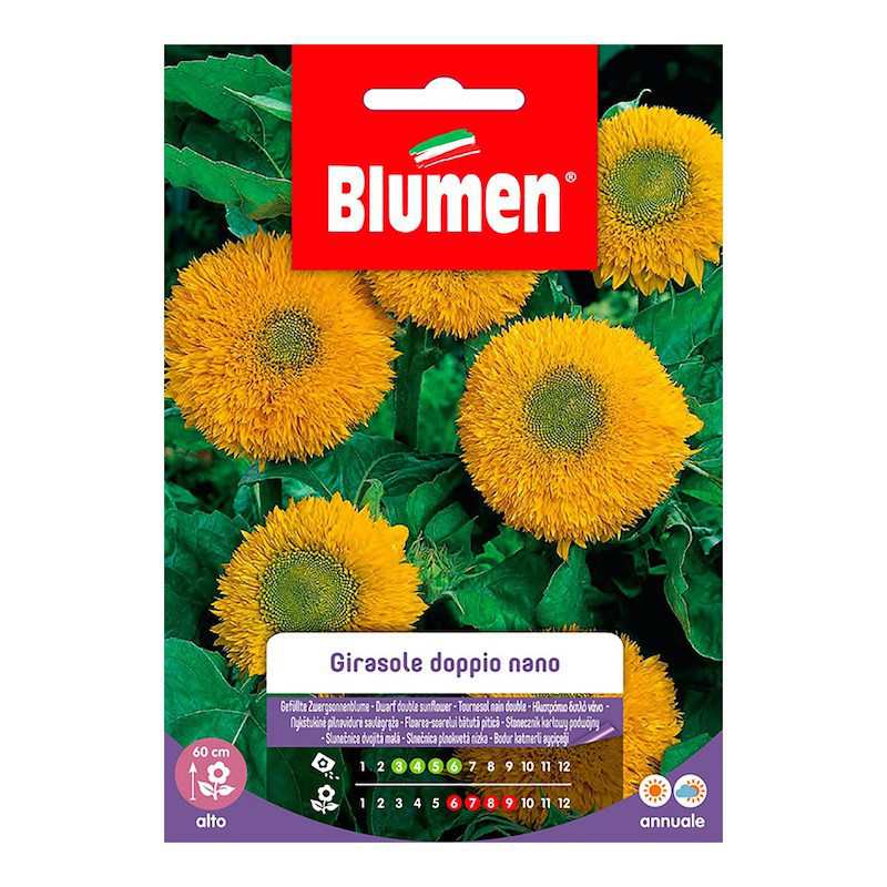 Double Dwarf Sunflower... Double Dwarf Sunflower...