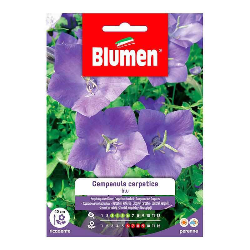 Semi di Campanula Carpatica... Semi di Campanula Carpatica...