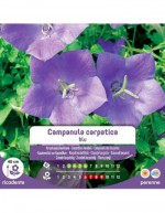 Semi di Campanula Carpatica...