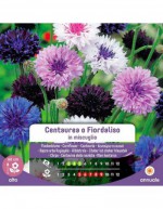 Samen von Centaurea oder...