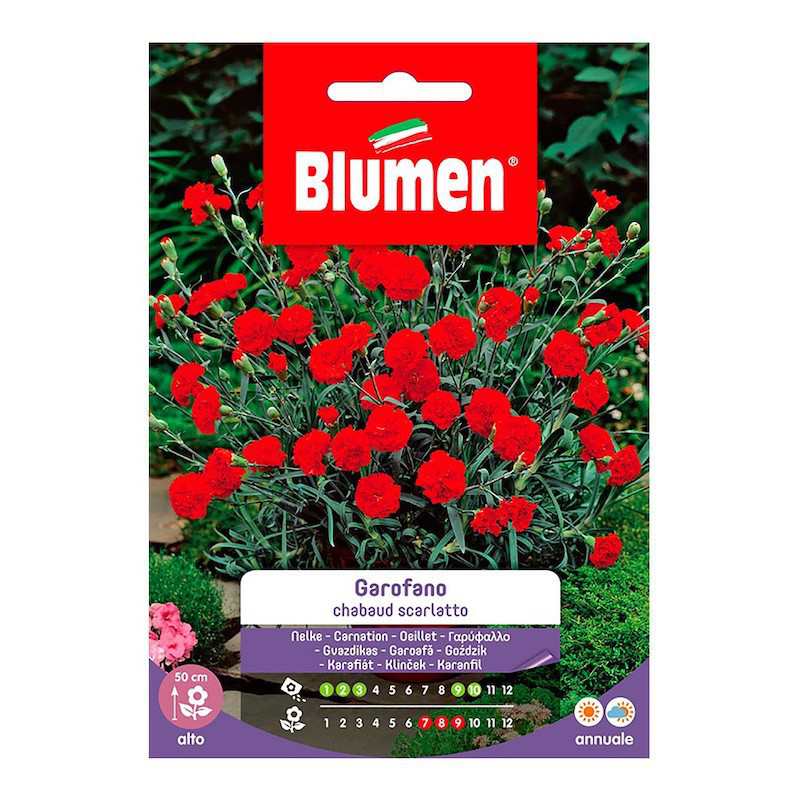 Scarlet Chabaud Carnation... Scarlet Chabaud Carnation...