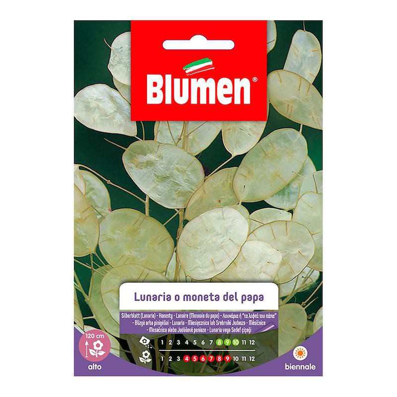 Semi di Lunaria o Moneta... Semi di Lunaria o Moneta...