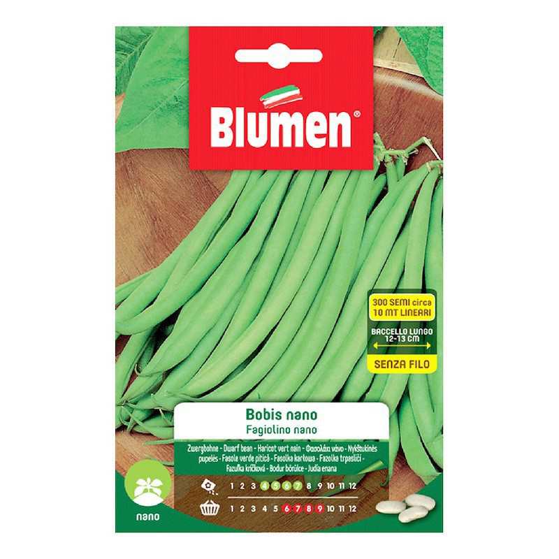 Graines de Haricot Vert... Graines de Haricot Vert...