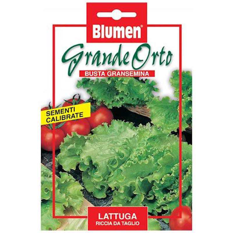 Curly Lettuce Seeds - Maxi