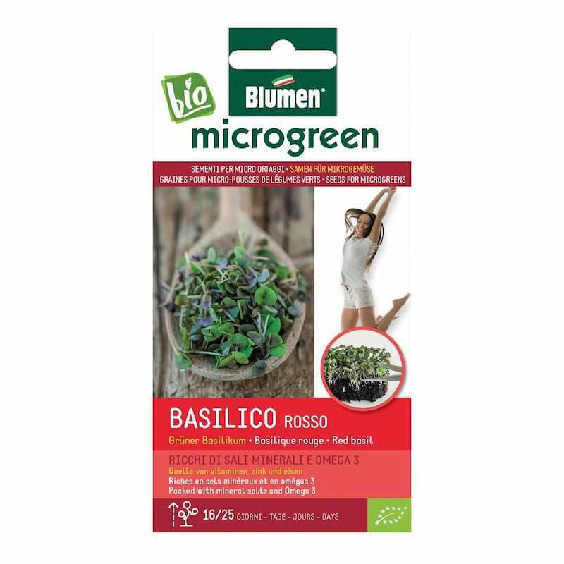 Sementes para Red Basil... Sementes para Red Basil...