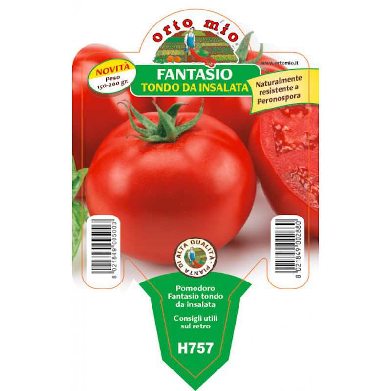 Plántula de tomate Tondo...