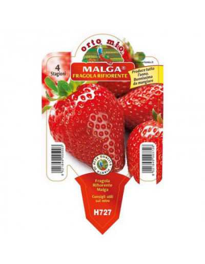 Fraisier Malga Remontant en...