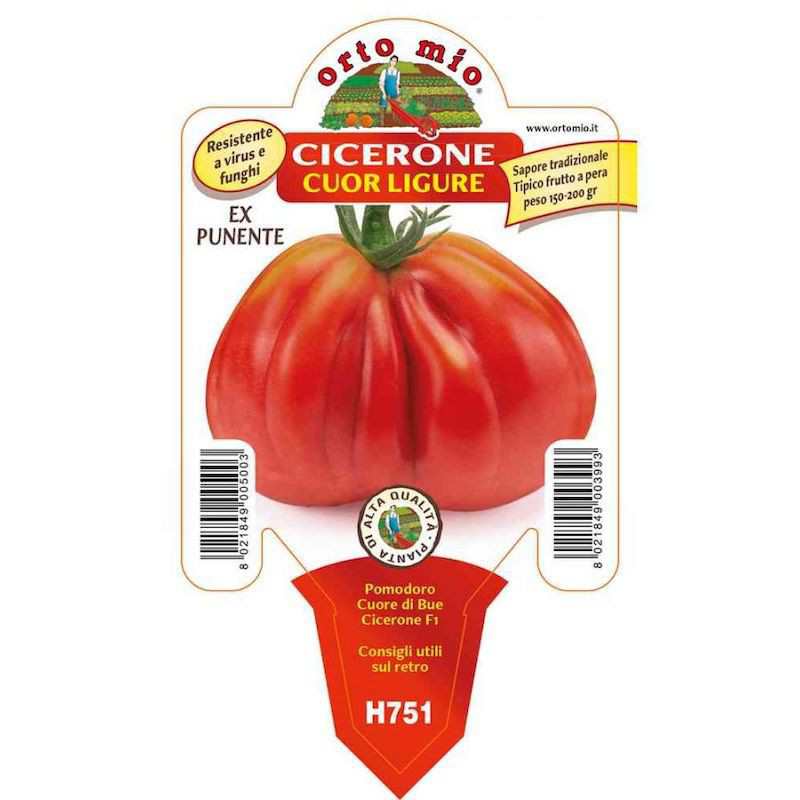 Planta de tomate Cicerone...
