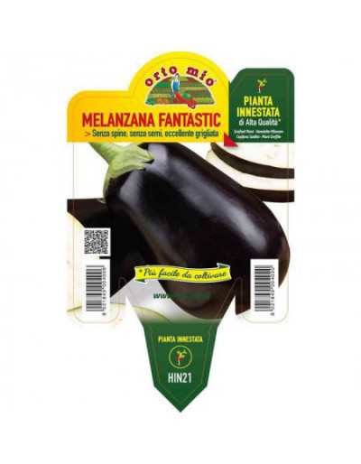 Aubergine noire ronde...