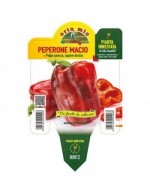 Red Macio Grafted Pepper...