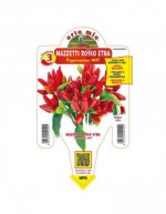 Plante de piment de l'Etna...