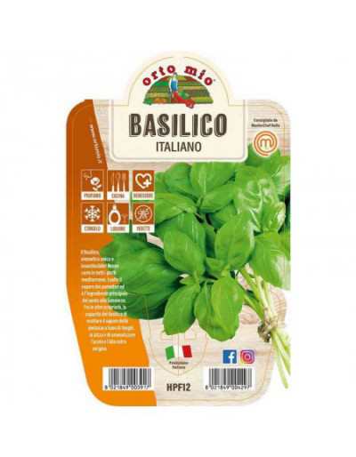 Plant of Italian Genoese...