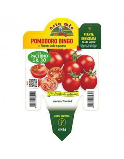 Bingo Cherry Grafted Tomato...